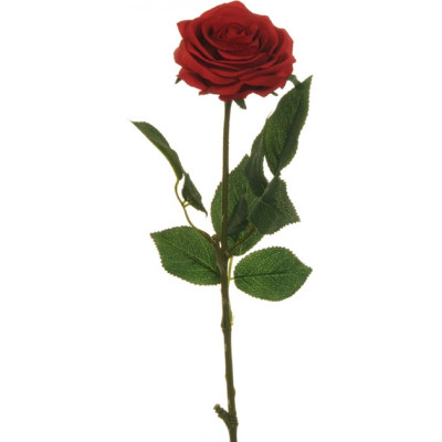ROSA ECUADOR