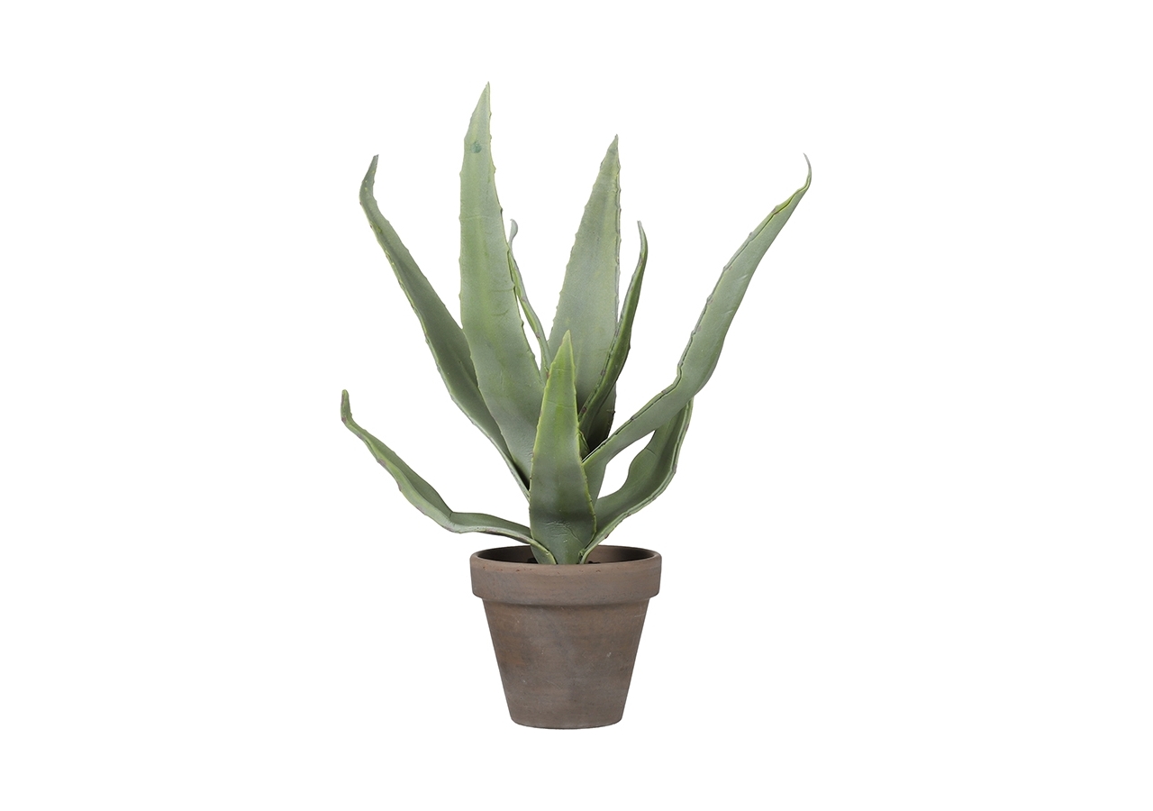 Aloe vera con vaso 30cm