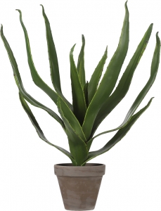 Aloe vera con vaso 45cm