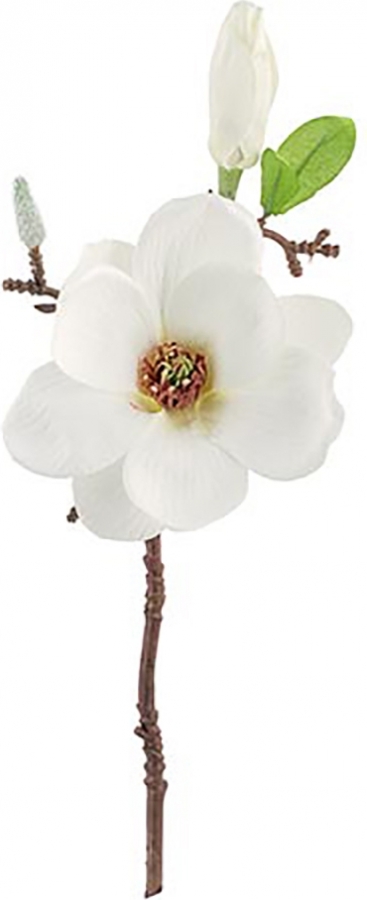 Pick magnolia bianca