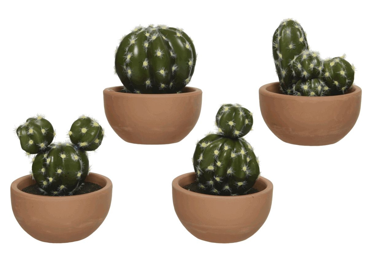 Cactus con vasetto