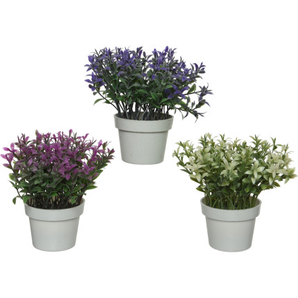 Piantina fiorita con vaso Piantina fiorita con vaso