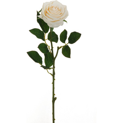 Rosa ecuador crema
