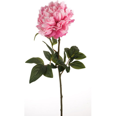 Ramo di peonia con foglie