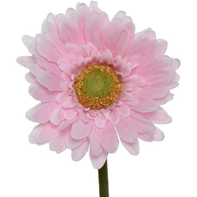 Gerbera 2