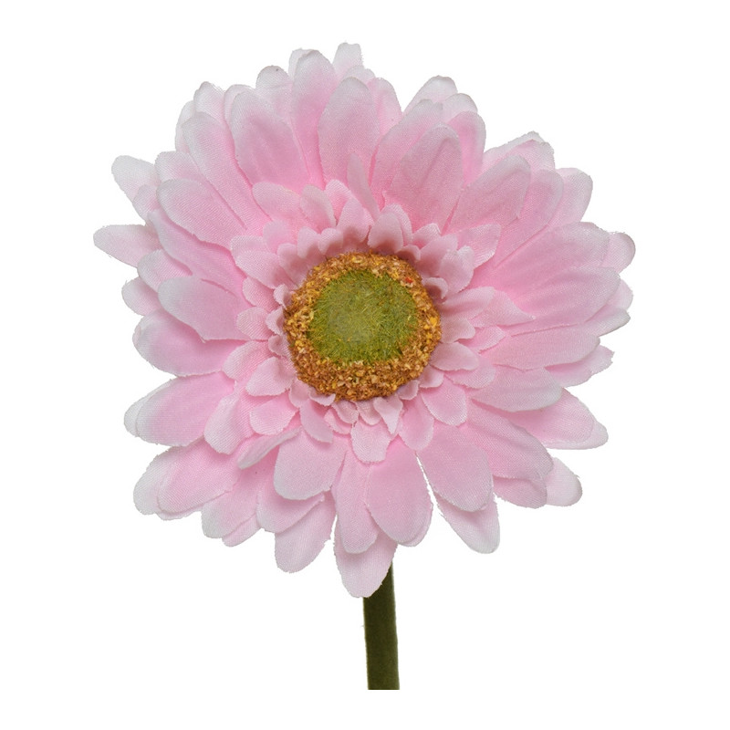 Gerbera