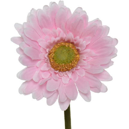 Gerbera