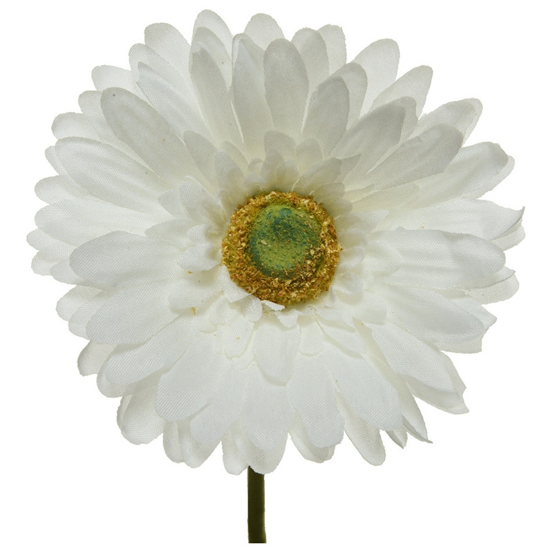 Gerbera