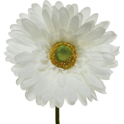 Gerbera