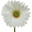 Gerbera