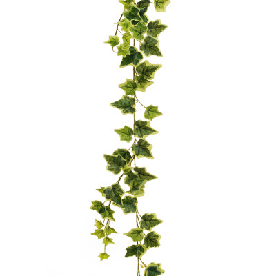 Ghirlanda di edera variegata:Incartare