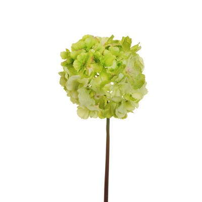Ortensia verde:Incartare