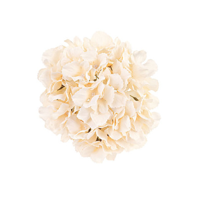 Ortensia champagne