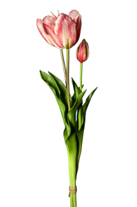 Mazzo 2 tulipani rosa e bocciolo