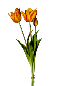 Mazzo 2 tulipani arancio e bocciolo