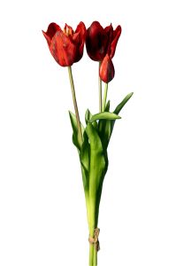 Mazzo 2 tulipani rossi e bocciolo