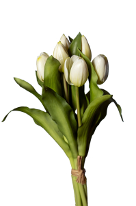 mazzo tulipani bianchi
