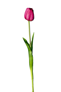 tulipano fucsia