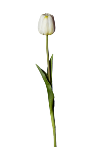 Tulipano bianco