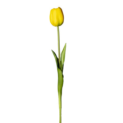 Tulipano giallo