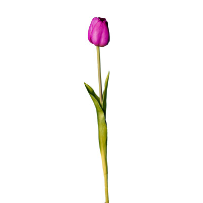 Tulipano viola