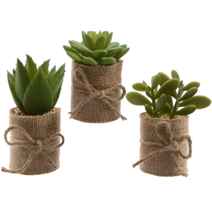 Piantina grassa Piantina grassa