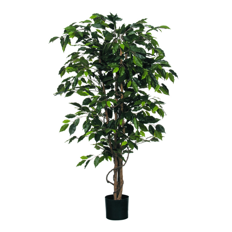 Pianta di ficus con vaso