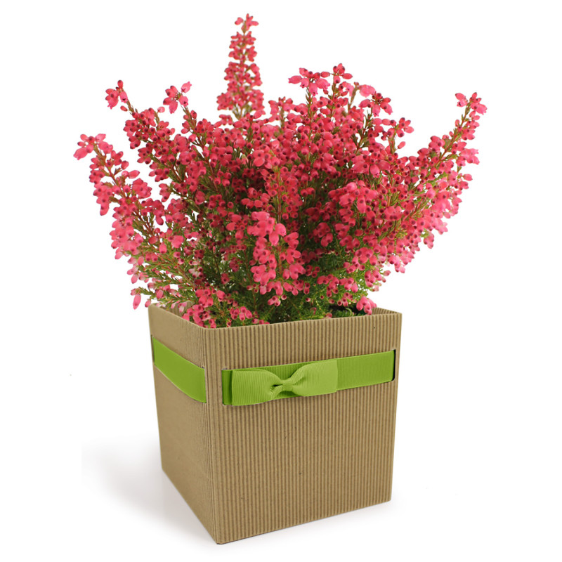 Box in cartoncino con nastro verde