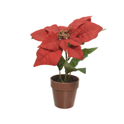 Stella di natale con vaso 20cm