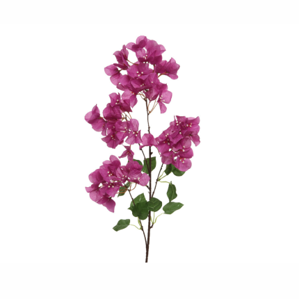 Ramo di bouganville viola