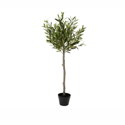 Ulivo in vaso Ulivo in vaso