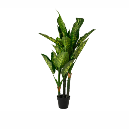 Dieffenbachia in vaso