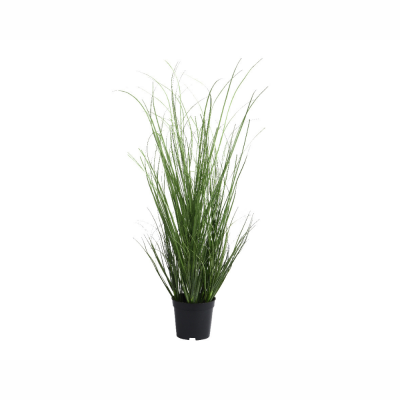 Pianta di erba in vaso