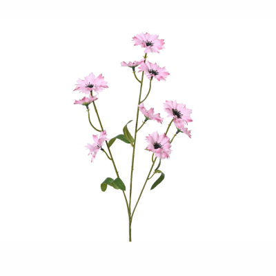 Fiordaliso rosa con stelo