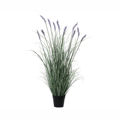 Lavanda in vaso