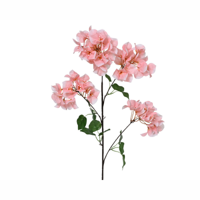 Bougainvillea rosa con stelo