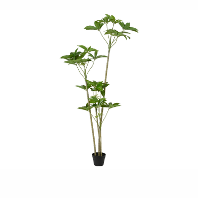 Schefflera in vaso