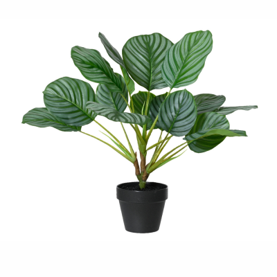Pianta verde in vaso