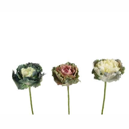 Cavolo ornamentale con stelo Cavolo ornamentale con stelo