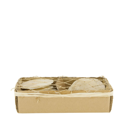 Box conchiglie assortite