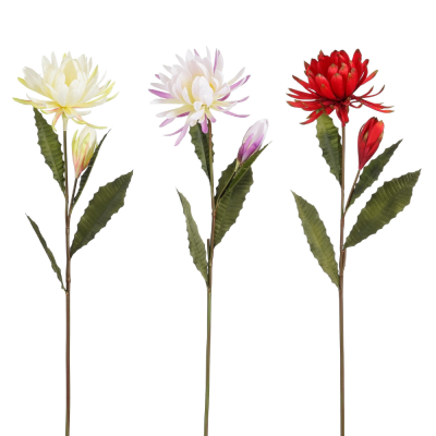 Fiore di cactus