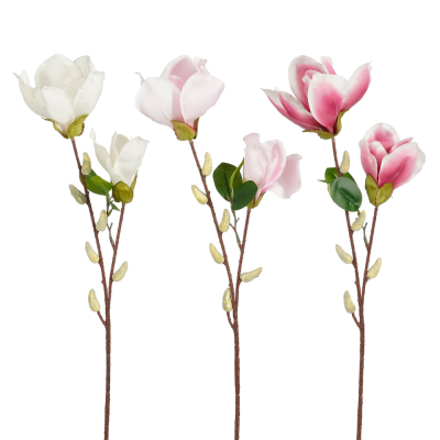 Ramo di magnolia