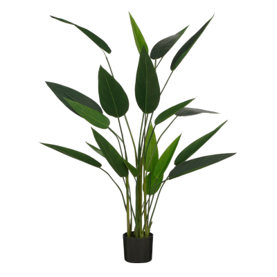 Eliconia verde in vaso