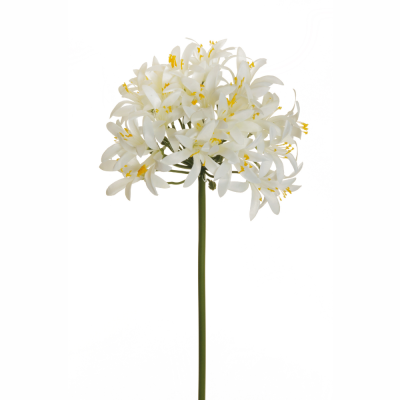 Agapanthus crema con stelo