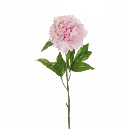 Peonia rosa Peonia rosa