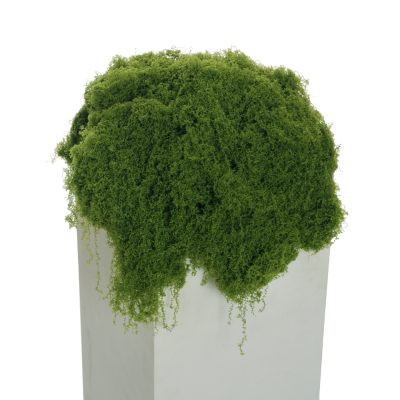 Muschio morbido verde di lana 300GR