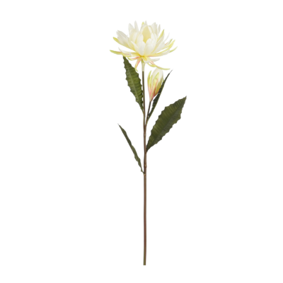 Fiore di cactus