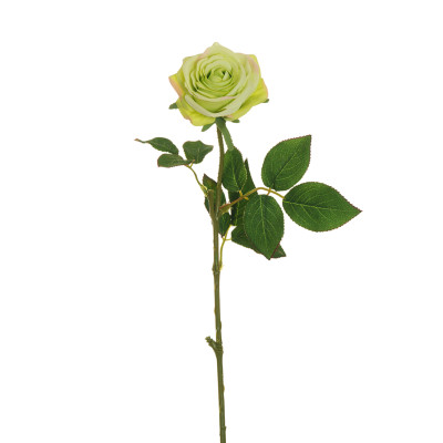 Rosa dell'Ecuador Verde 65cm