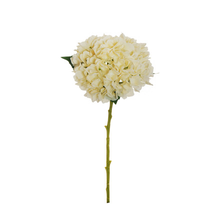 Ortensia Crema 50cm Ortensia Crema 50cm