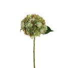 Ortensia 50cm